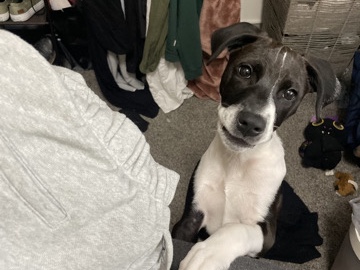 American Pit Bull Terrier – rehoming pitbull shepherd mix – Akron