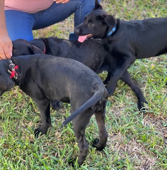 Labrador Retriever – black Labrador