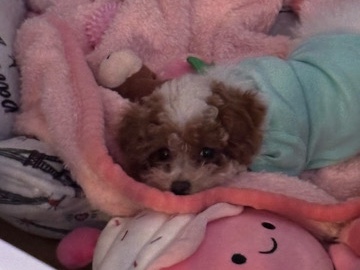 Poodle – Toy Poodle – New York