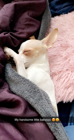 Teacup Chihuahua Needs Home