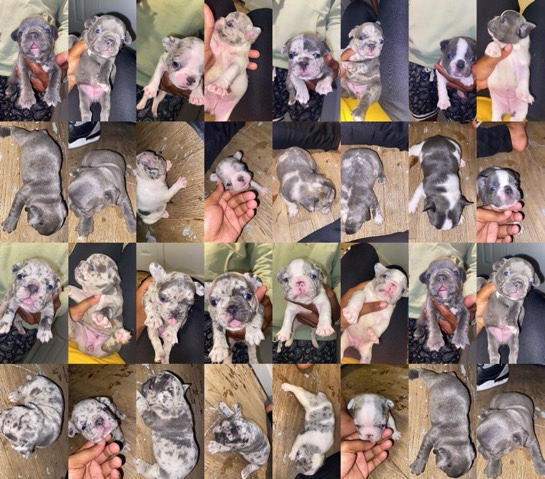 frenchies