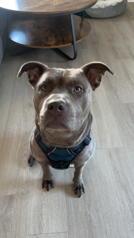 American Pit Bull Terrier – Pitbull Rehome