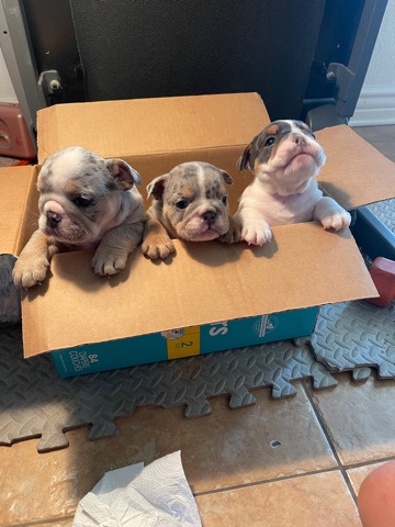 Olde English Bulldogge – English bulldog puppies