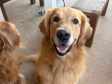 Golden Retriever – Monte The Golden Retriever – Boerne