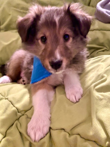Shetland Sheepdog – Shelties (Shetland Sheepdogs)