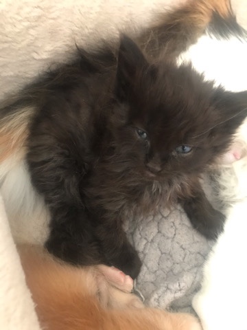 American Curl – kitten