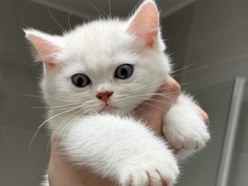 Brazilian Shorthair – BKH – Berlin