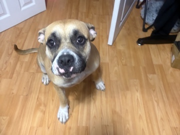 Dogo Argentino – Pedigree Dogo Argentino – 1 Year Old – Toronto – Brampton