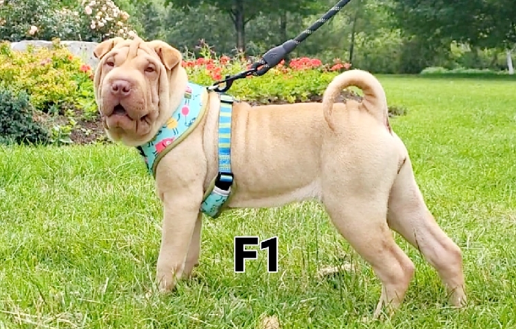 Chinese shar-pei puppies available for sale 