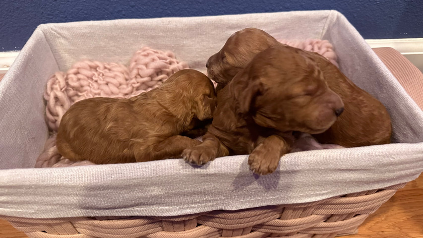 poodles