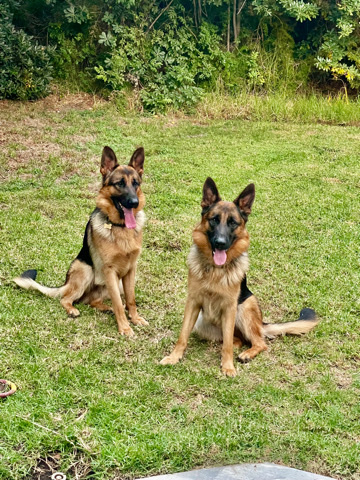 German Shepherd – German shepherd brothers