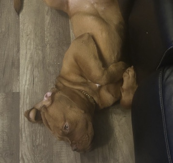 Dogue de Bordeaux need dog gone moving