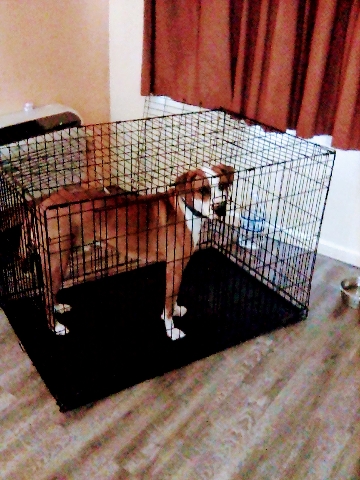 American Pit Bull Terrier – needs to go asap not allowed at new location.