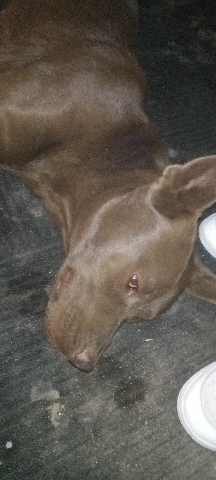 Australian Kelpie – Baya.