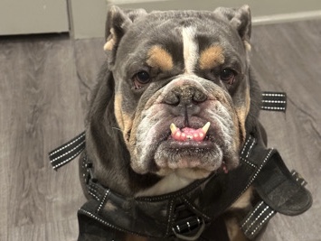 Olde English Bulldogge – English bull dog for sale – Mansfield