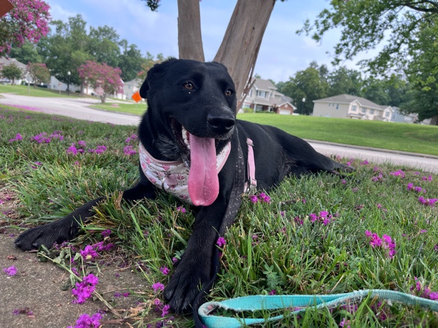 Labrador Retriever – Energetic Labrador Retriever – 11 Months Old – Richmond