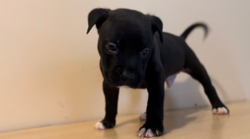 Pocket bully