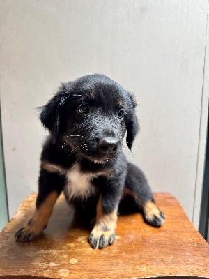 Australian Shepherd – 3 Aussie Pups needing homes – Belleville