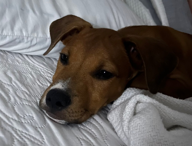 Boxer – 5 Month Old Boxer Mix Puppies