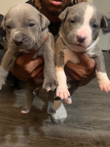 pitbull puppies