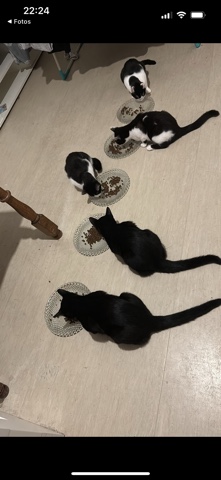 5 Kitten suchen neues zuhause