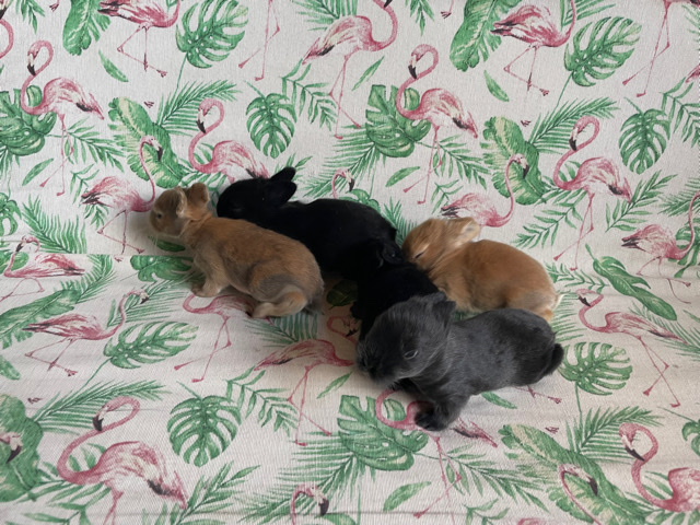 conejos