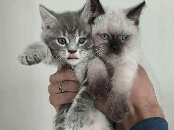 Image of British Shorthair