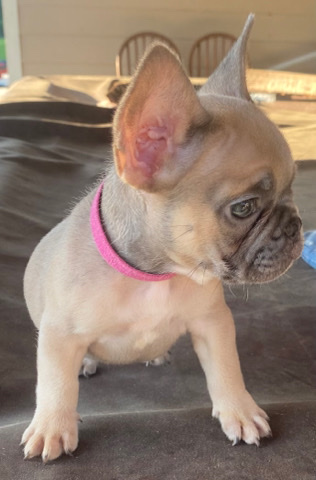 French Bulldog – French Bulldog looking for a new home