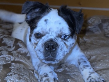 French Bulldog – Frenchie Pug – Ma-Me-O Beach