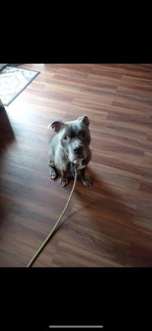 Blue nose pit