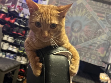 orange cat – Northampton