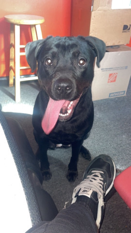 Labrador Retriever – precious needs a home