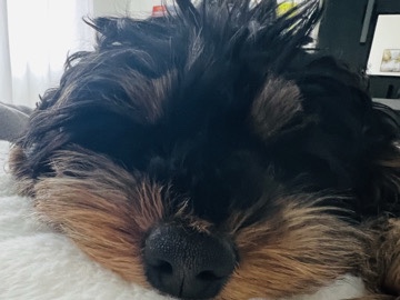 Cavapoo - Rehoming 4 month old Cockapoo available for adoption in Grimsby