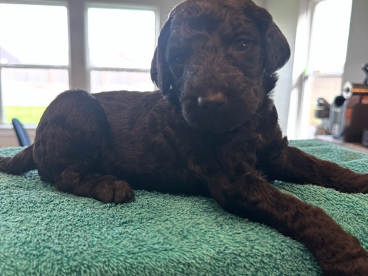 Goldendoodle – DANGER: Super Cute GOLDENDOODLES for Adoption! – Houston