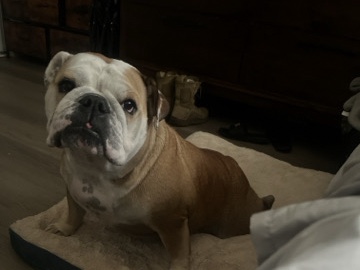 Olde English Bulldogge – tutti