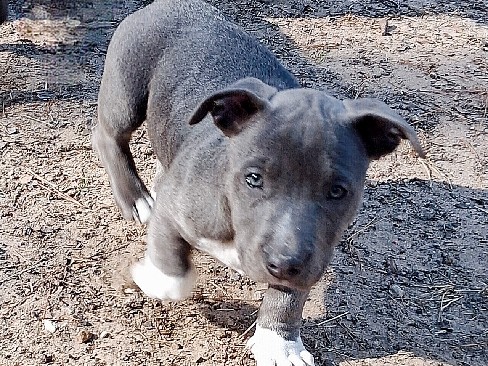 Female American Bully Mix – Conroe