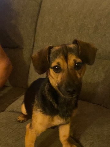 Dachshund – Dachshund/ German Shepherd mix