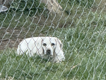 Beagle – Lucy – Newfane