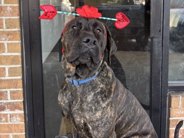 Cane Corso – REHOME TRAINED INTACT CANE CORSO – Atlanta