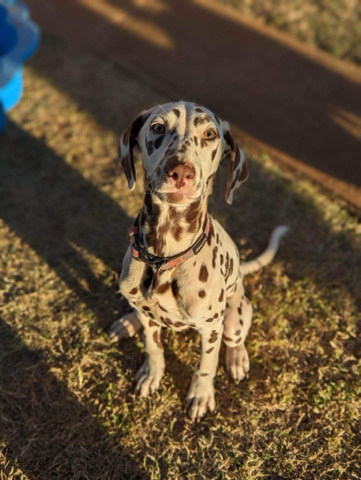 Dalmatian – Dalmatian looking for home