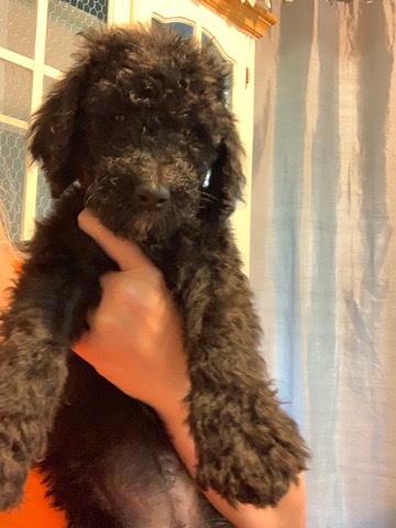f3 Bernedoodle