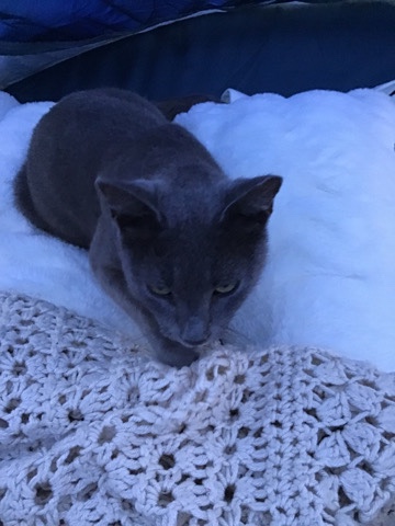 Russian Blue – adorable Russian blue Adult very sweet