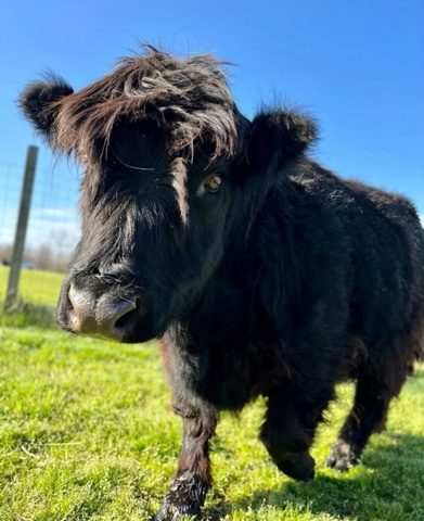 Juliet Miniature Highland female