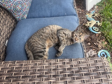please help if you can they told me i can’t feed them no more – Dania Beach