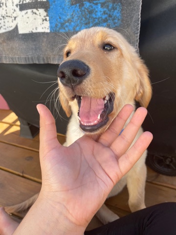 Golden Retriever – golden retriever phone number is needed to text me