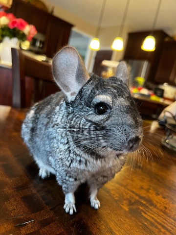 chinchilla – 3 chinchillas
