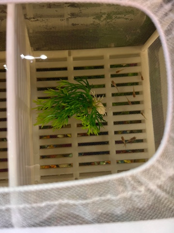 Guppies – baby guppies
