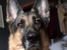 German Shepherd - German Shepherd For sale available for adoption in Shiloh