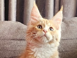 Maine Coon - mainecoon male kitten available  available for adoption in Dubai
