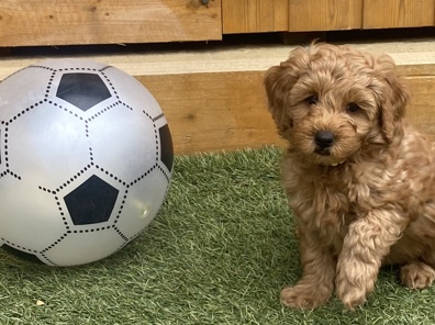 Cavapoo – cockapoo F1b – Birmingham